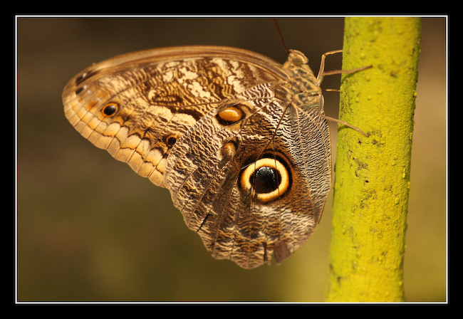 LT Papillon 04